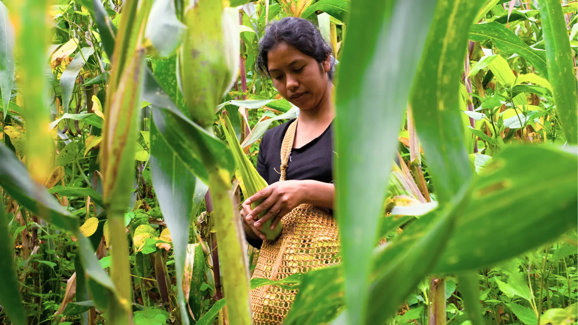 campo mexicano_cuartoscuro